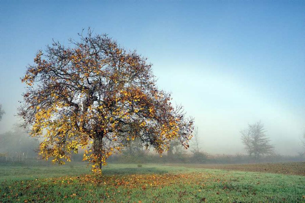 Nom de l'image : D1087122-nef-01_(c)Norbert-JUNG — Description :